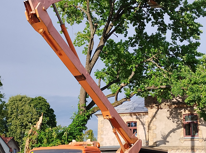 Arboristi 