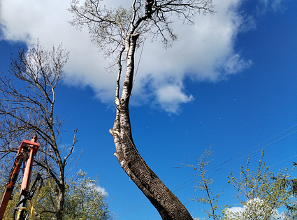 Arboristi 